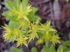 Stringy Stonecrop, Yellow Moss, Graveyard Moss (Sedum sarmentosum) - thanks to Gottfried Unger for correction: was misidentified as Wild Stonecrop (Sedum ternatum)