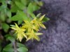 Stringy Stonecrop, Yellow Moss, Graveyard Moss (Sedum sarmentosum) - thanks to Gottfried Unger for correction: was misidentified as Wild Stonecrop (Sedum ternatum)