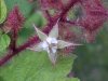 Of the Wild Red Raspberry family (Rubis idaeus)