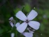 Dame's Rocket; Dame's Violet; Mother-of-the-Evening (Hesperis matronalis)