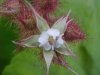 Of the Wild Red Raspberry family (Rubis idaeus)