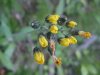 Yellow Hawkweed; King Devil (Hieracium caespitosum; Hieracium pratense; Hieracium floribundum)