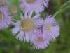 Philadelphia Fleabane (Erigeron philadelphicus)