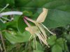Japanese Honeysuckle (Lonicera japonica)