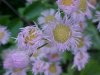 Philadelphia Fleabane (Erigeron philadelphicus)