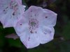 Mountain Laurel (Kalmia latifolia)