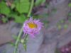 Philadelphia Fleabane (Erigeron philadelphicus)