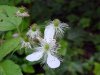 Allegheny Blackberry  (Rubus allegheniensis porter agg)