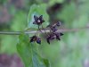 Black swallow-wort (Cynanchum nigrum; Cynanchum rossicum)