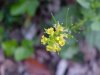 Common Wintercress (Babarea vulgaris)