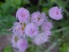 Philadelphia Fleabane (Erigeron philadelphicus)