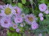 Philadelphia Fleabane (Erigeron philadelphicus)