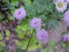 Philadelphia Fleabane (Erigeron philadelphicus)