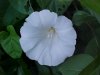 Field Bindweed (Convolvulus arvensis)