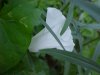 Field Bindweed (Convolvulus arvensis)