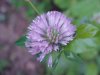 Red Clover (Trifolium pratense)