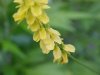 Yellow Sweet Clover (Melilotus officinalis)