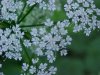 Wild Angelica (Angelica triquinata) - described as closely resembling the very poisoness Water Hemlock (Cicuta maculata)
