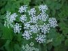 Wild Angelica (Angelica triquinata) - described as closely resembling the very poisoness Water Hemlock (Cicuta maculata)