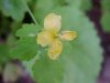 Greater Celandine; Wartweed (Chelidonium majus)