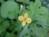 Greater Celandine; Wartweed (Chelidonium majus)