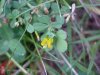 Black Medick (Medicago lupulina)