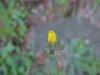 Yellow Hawkweed; King Devil (Hieracium caespitosum; Hieracium pratense; Hieracium floribundum)