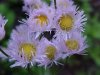 Philadelphia Fleabane (Erigeron philadelphicus)