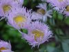 Philadelphia Fleabane (Erigeron philadelphicus)