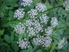 Wild Angelica (Angelica triquinata) - described as closely resembling the very poisoness Water Hemlock (Cicuta maculata)
