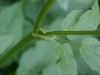 Wild Angelica (Angelica   triquinata) - described as closely  resembling the very poisoness Water Hemlock (Cicuta maculata)
