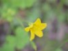 Yellow Wood Sorrel; Sour Grass (Oxalis stricta)