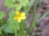 Yellow Wood Sorrel; Sour  Grass (Oxalis stricta)