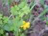 Yellow Wood Sorrel; Sour  Grass (Oxalis stricta)