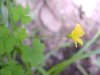 Yellow Wood Sorrel; Sour  Grass (Oxalis stricta)
