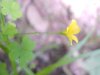 Yellow Wood Sorrel; Sour  Grass (Oxalis stricta)
