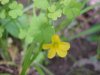 Yellow Wood Sorrel; Sour  Grass (Oxalis stricta)