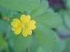 Canadian Dwarf Cinquefoil (Potentilla canadensis)