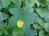 Canadian Dwarf Cinquefoil (Potentilla canadensis)