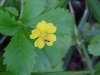 Canadian Dwarf Cinquefoil (Potentilla canadensis)