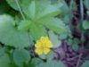 Canadian Dwarf Cinquefoil (Potentilla canadensis)