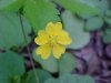 Canadian Dwarf Cinquefoil (Potentilla canadensis)