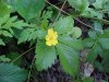 Canadian Dwarf Cinquefoil (Potentilla canadensis)
