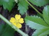 Canadian Dwarf Cinquefoil (Potentilla canadensis)