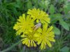 Yellow Hawkweed; King Devil (Hieracium caespitosum; Hieracium pratense; Hieracium floribundum)