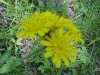 Yellow Hawkweed; King Devil (Hieracium caespitosum; Hieracium pratense; Hieracium floribundum)