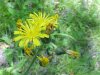 Yellow Hawkweed; King Devil (Hieracium caespitosum; Hieracium pratense; Hieracium floribundum)