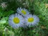 Philadelphia Fleabane (Erigeron philadelphicus)