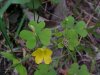 Yellow Wood Sorrel; Sour Grass (Oxalis stricta)