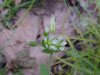 Mouse-ear Chickweed (Cerastium fontanum)